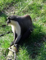 Diana Monkey Diana Monkey