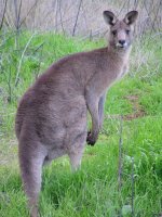 Diprotodontia