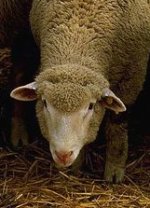 Domestic sheep Domestic sheep