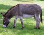 donkey donkey