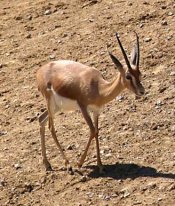 Dorcas gazelle Dorcas gazelle