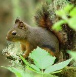 Douglas squirrel Douglas squirrel