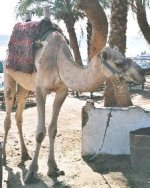 Dromedary Dromedary
