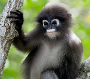 Dusky leaf monkey