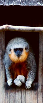 Dusky titi Dusky titi