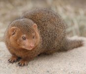 Dwarf Mongoose Dwarf Mongoose