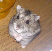 Dzhungarian hamster Dzhungarian hamster
