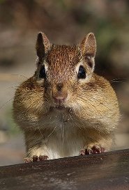 Eastern chipmunk Eastern chipmunk