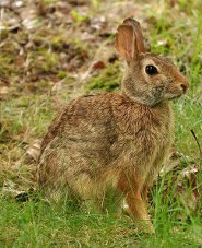 Eastern Cottontail Eastern Cottontail