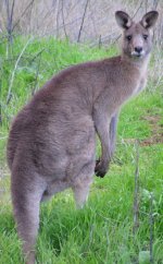 Eastern grey kangaroo Eastern grey kangaroo