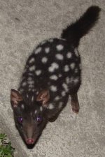 Eastern Quoll Eastern Quoll