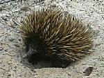 echidna echidna