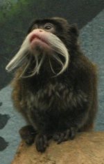 Emperor Tamarin Emperor Tamarin
