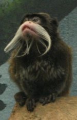 Emperor Tamarin