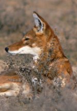 Ethiopian wolf Ethiopian wolf