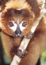 Red bellied lemur Red bellied lemur