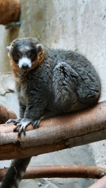 Eulemur mongoz