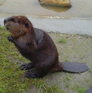 Eurasian beaver Eurasian beaver