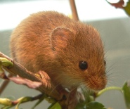 Eurasian harvest mouse Eurasian harvest mouse