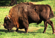 European bison European bison