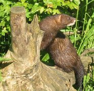 European mink European mink