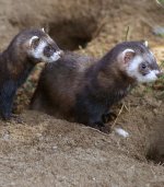 European polecat European polecat