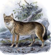 Falkland Island Fox Falkland Island Fox