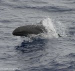 False killer whale False killer whale