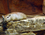 Fat sand rat