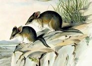 Fat-tailed dunnart Fat-tailed dunnart