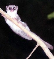 Fat-Tailed Dwarf Lemur