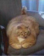 Fattest cat in the world