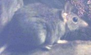 Fawn antechinus Fawn antechinus