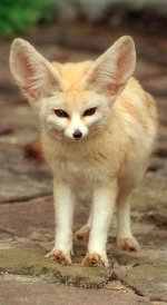 Fennec Fennec