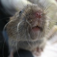 Field vole Field vole