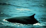 Fin whale Fin whale