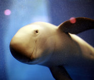 Finless porpoise Finless porpoise