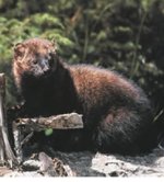 Fisher Fisher