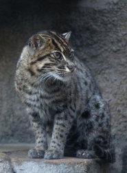 Fishing cat Fishing cat