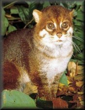 Flat headed cat Flat headed cat