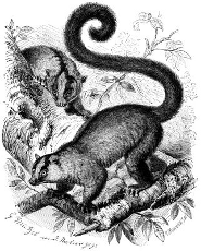 Fork-marked lemur Fork-marked lemur