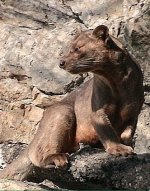 Fossa Fossa