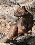 Fossa