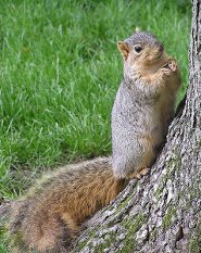 Fox squirrel Fox squirrel