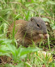Franklin's ground squirrel Franklin's ground squirrel