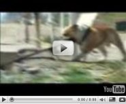 Funny animals Funny animals