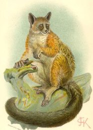 Bioko Allens Bushbaby Bioko Allens Bushbaby