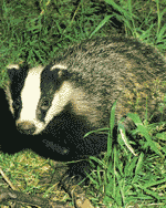 eurasian badger eurasian badger