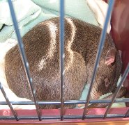 Gambian pouched rat Gambian pouched rat