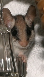 Garden dormouse Garden dormouse
